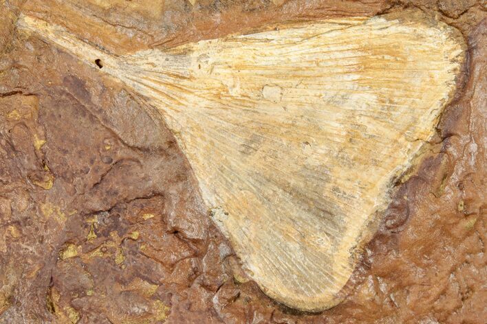 Paleocene Fossil Ginkgo Leaf - North Dakota #271243